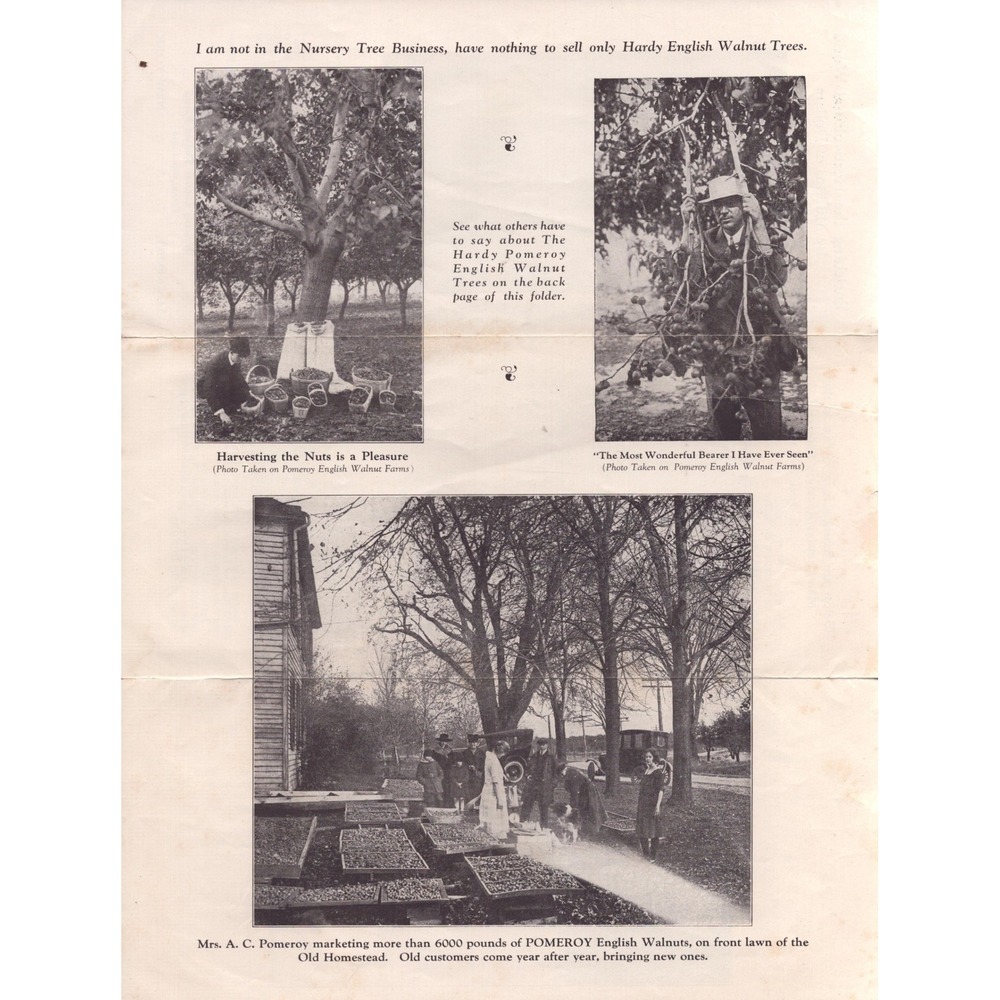 Vintage 1920s Pomeroy English Walnut Farms Lockport NY Tri-Fold Brochure Ad - Picture 5 of 6